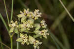 Southern milkweed